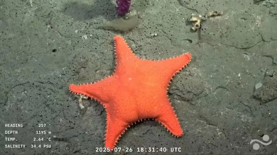 Lados A y B de la campaña científica en el Mar Argentino