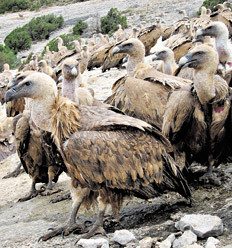 Los soldados del ejército de lobby buitre